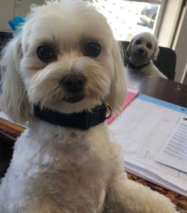 Team-Sugar-And-Chaplin